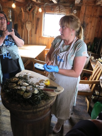 shucking fresh oysters